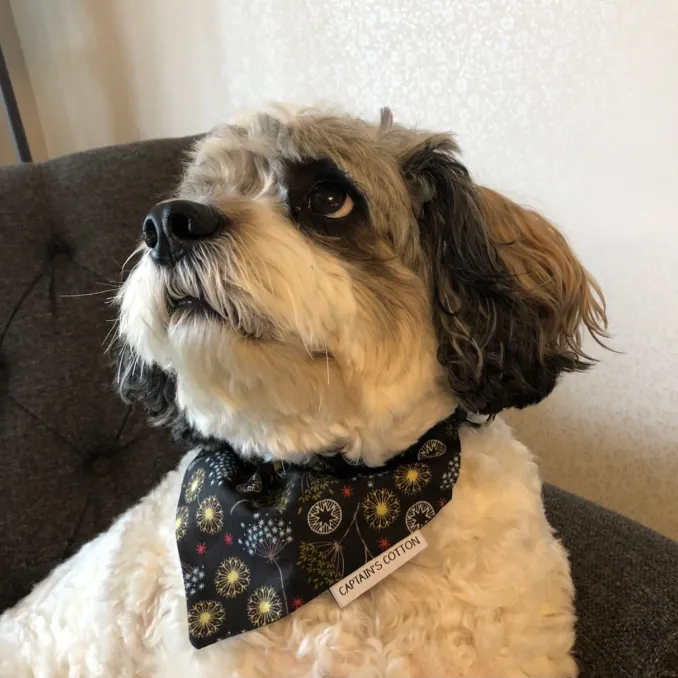 Captain wearing the spring bandana