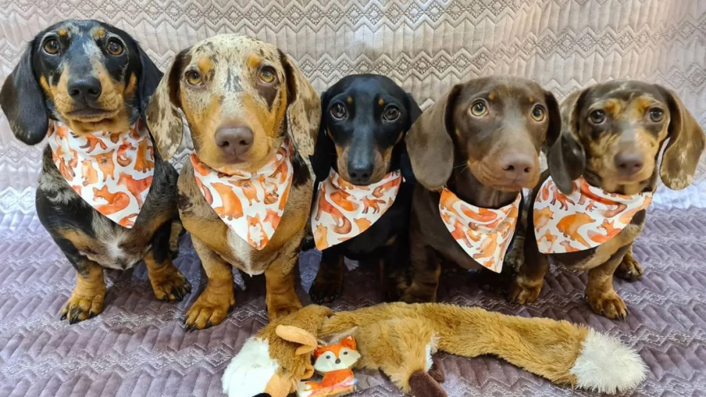 Dachshunds