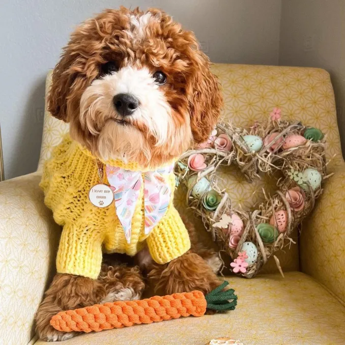 Dog influencer wearing easter bandana