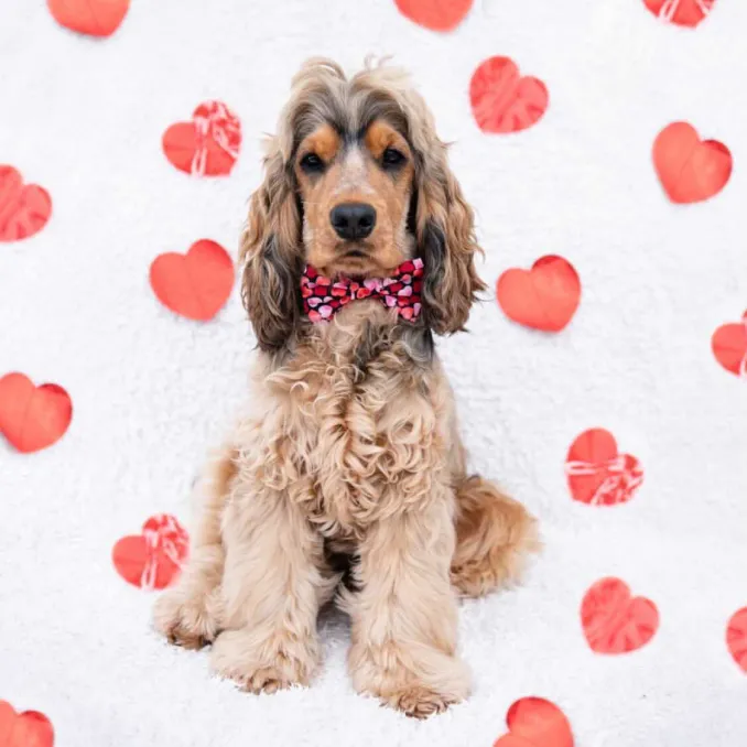 Dog influencer wearing the valentines collection bandana