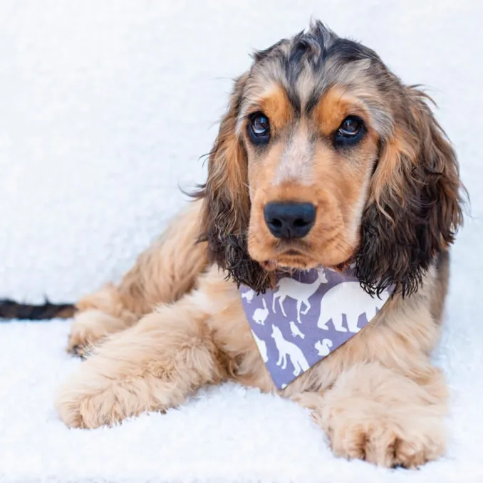 Leo wearing the wildlife bandana