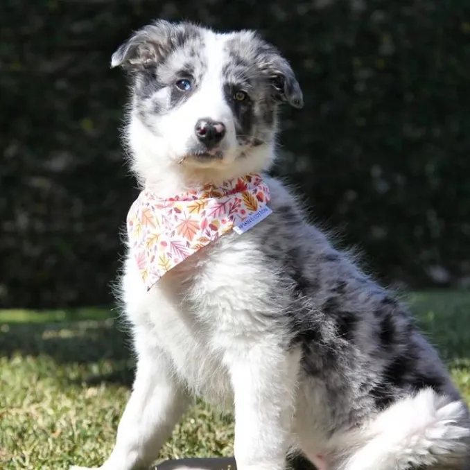 Dog influencer wearing the spring collection bandana